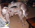 doganddeer.jpg